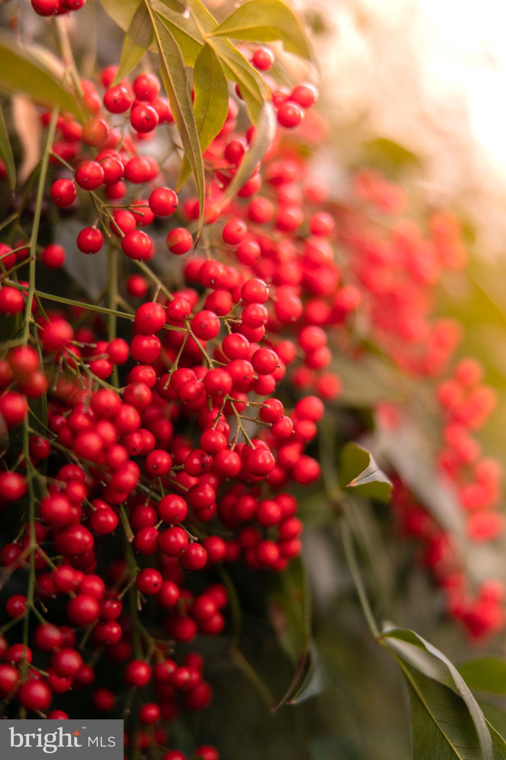 BRADDOCK HEIGHTS - Residential