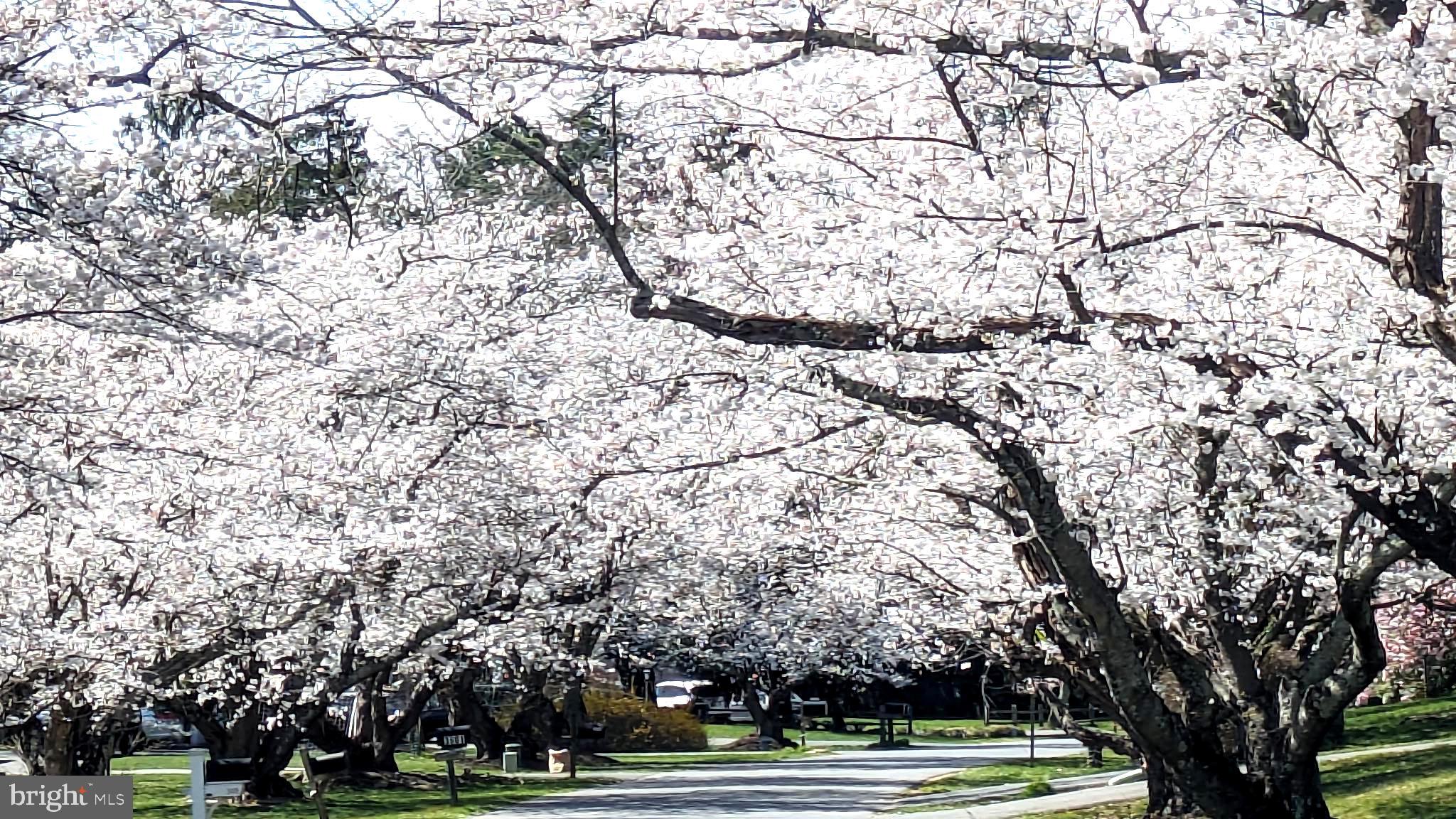 WILLIAMSBURG VILLAGE - Residential