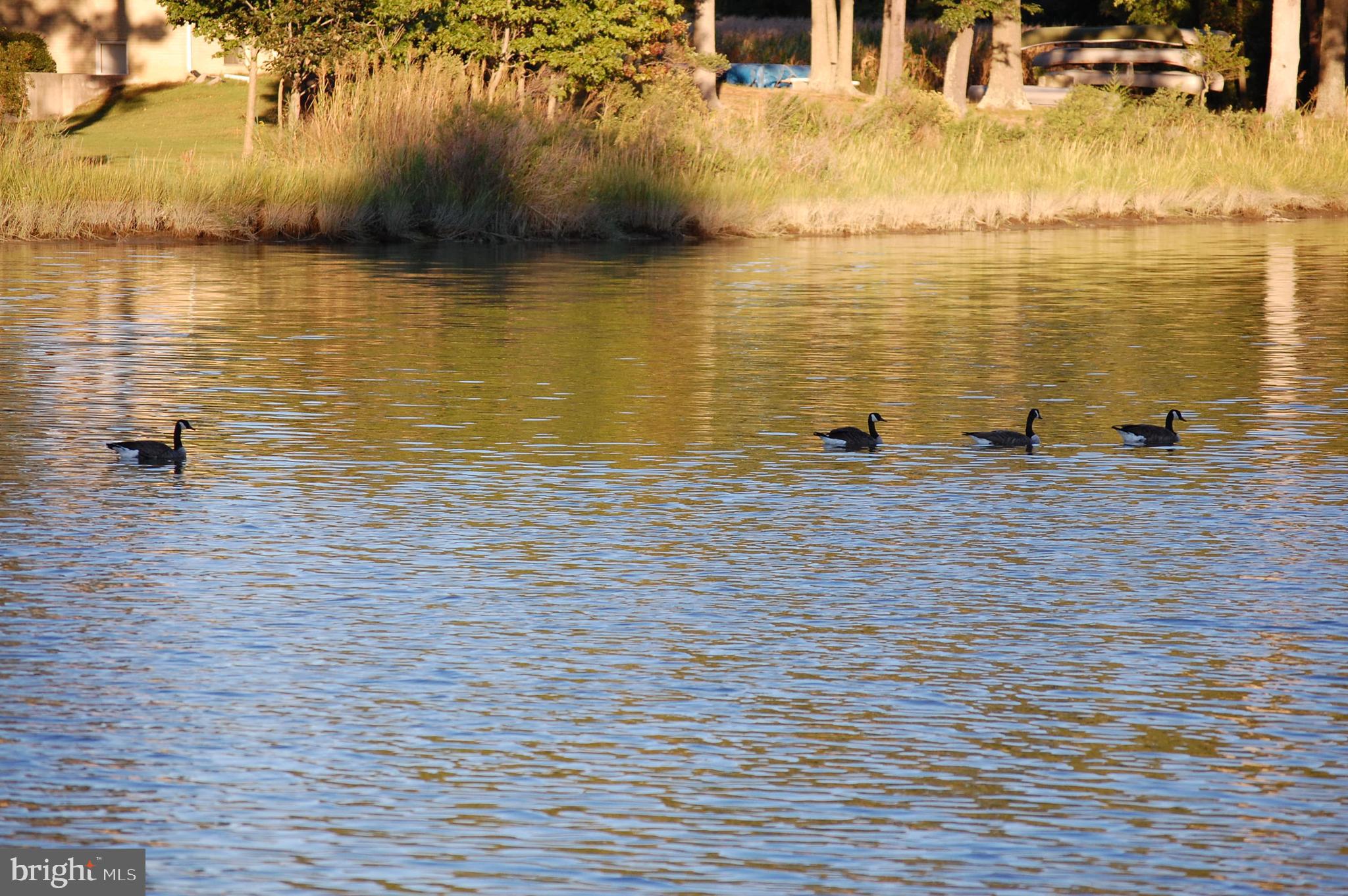WHITE NECK CREEK - Residential