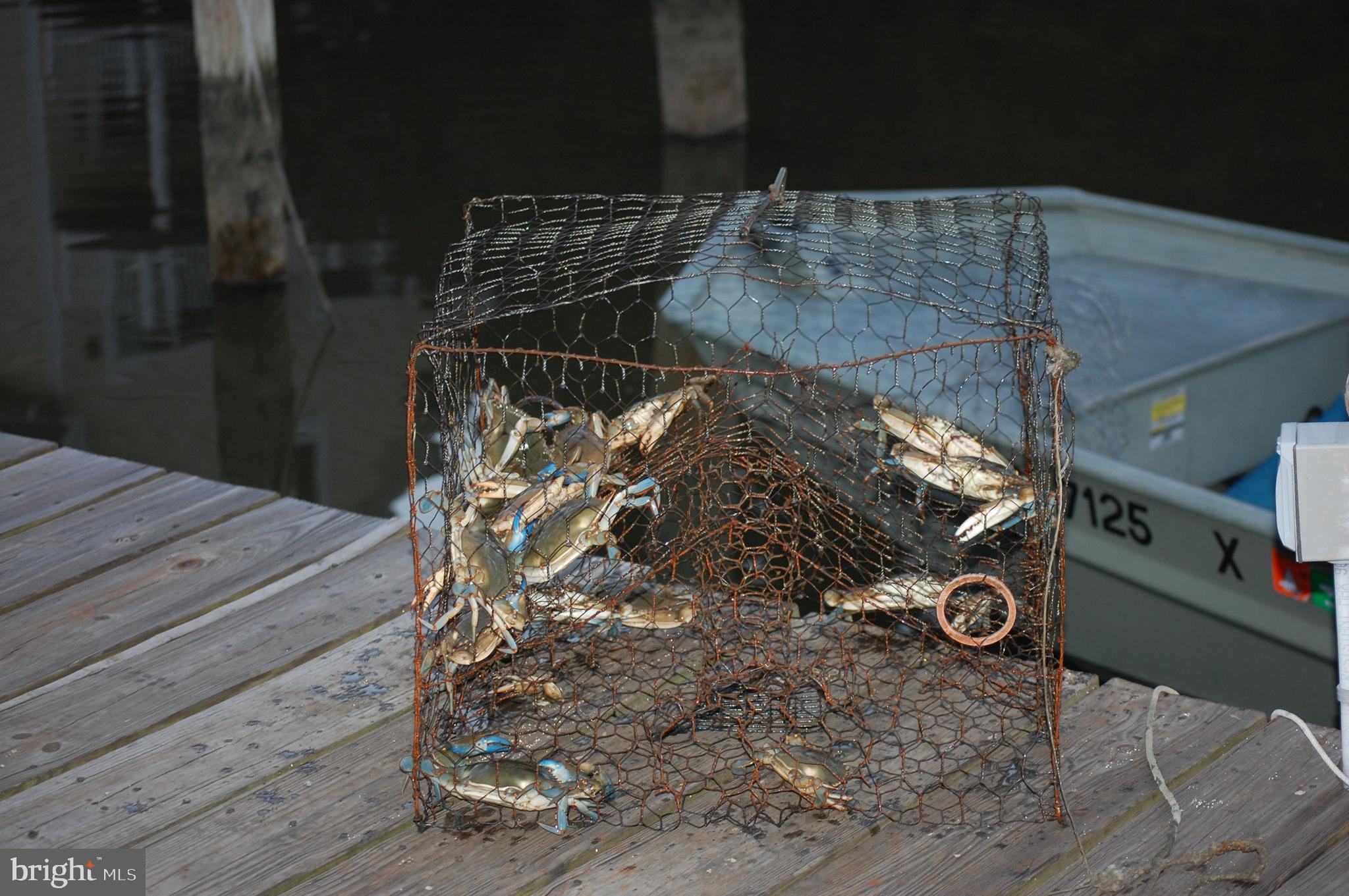 WHITE NECK CREEK - Residential