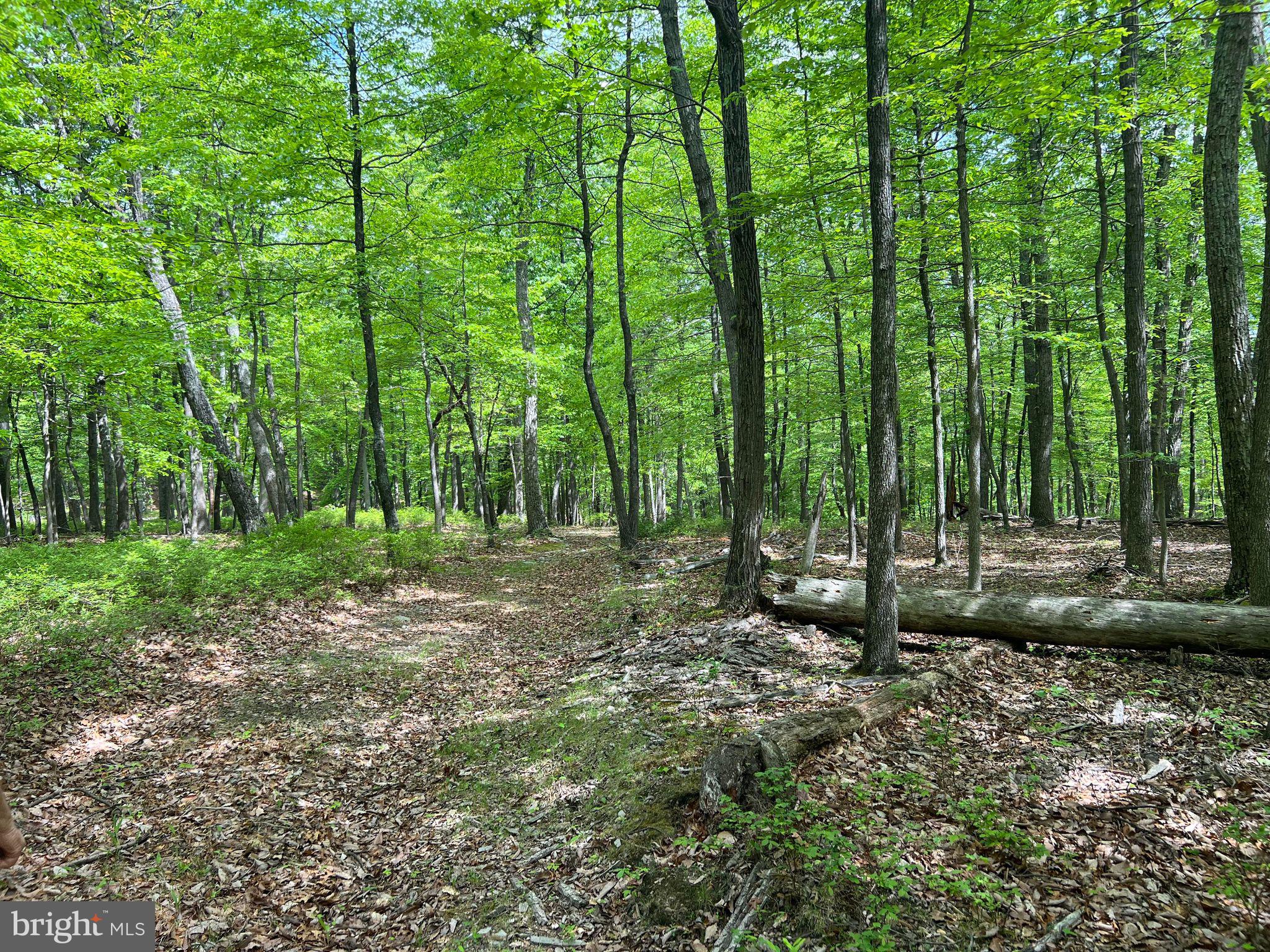 SLEEPY KNOLLS - Land