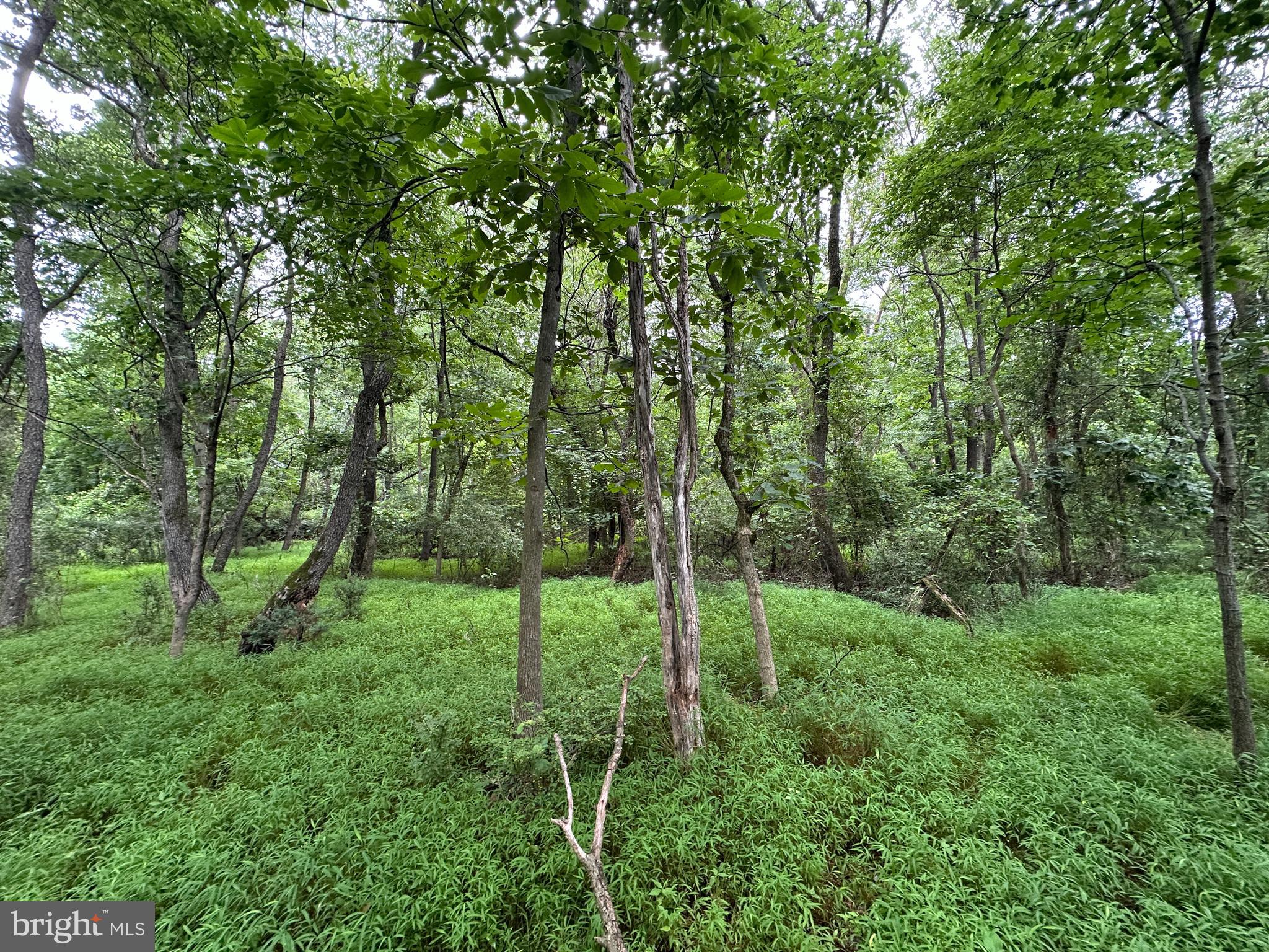 9+/- ACRES POLIDOR ROAD
