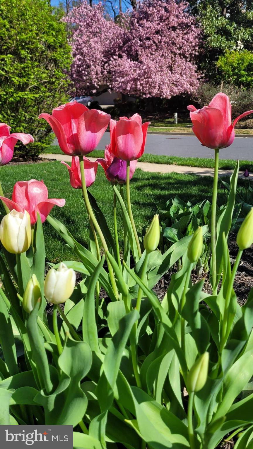 BONNIE BRAE - Residential