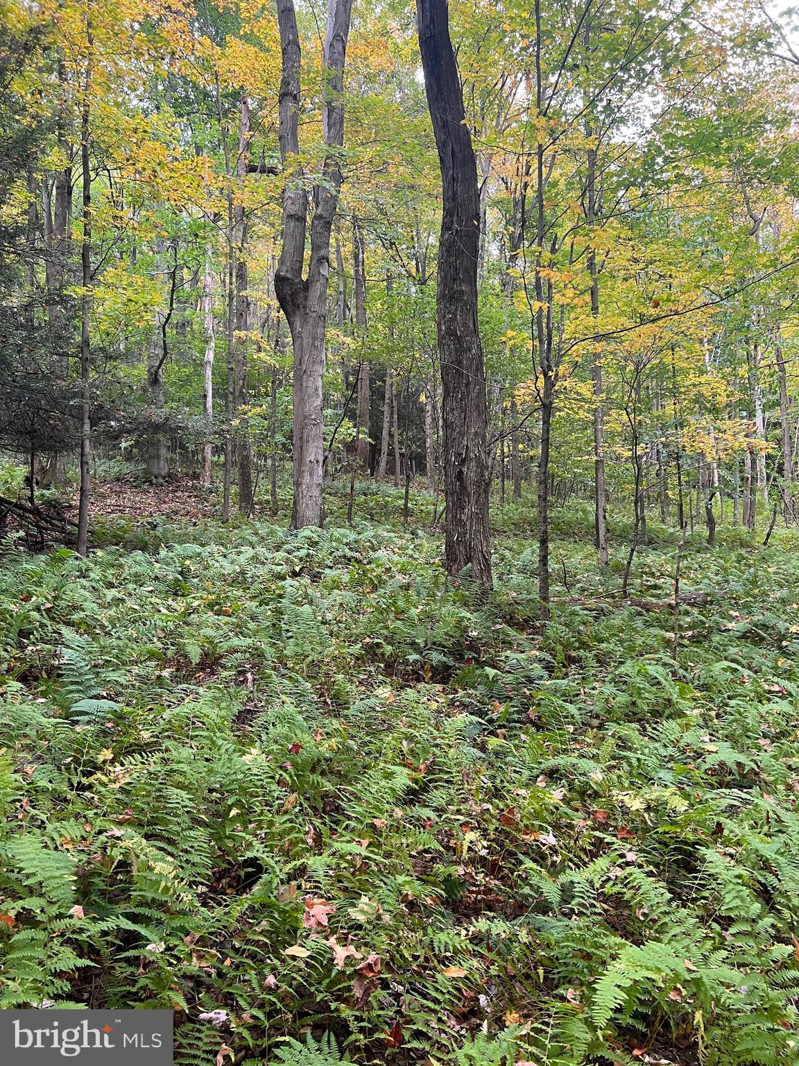 BEAR CREEK RETREAT - Land