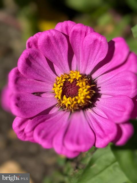 ALLNUTT FARMS ESTATES - Residential