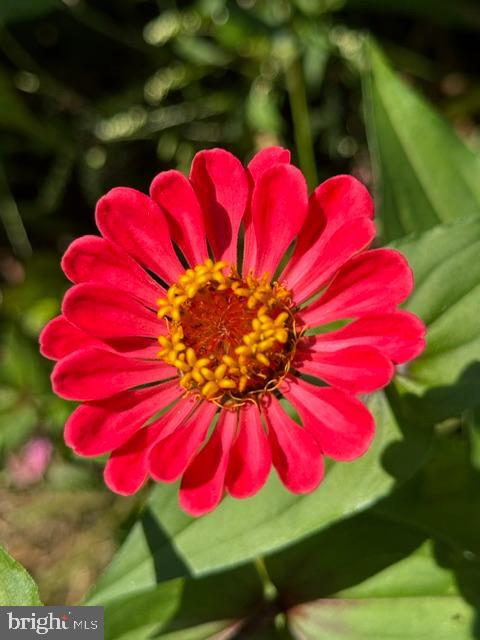 ALLNUTT FARMS ESTATES - Residential