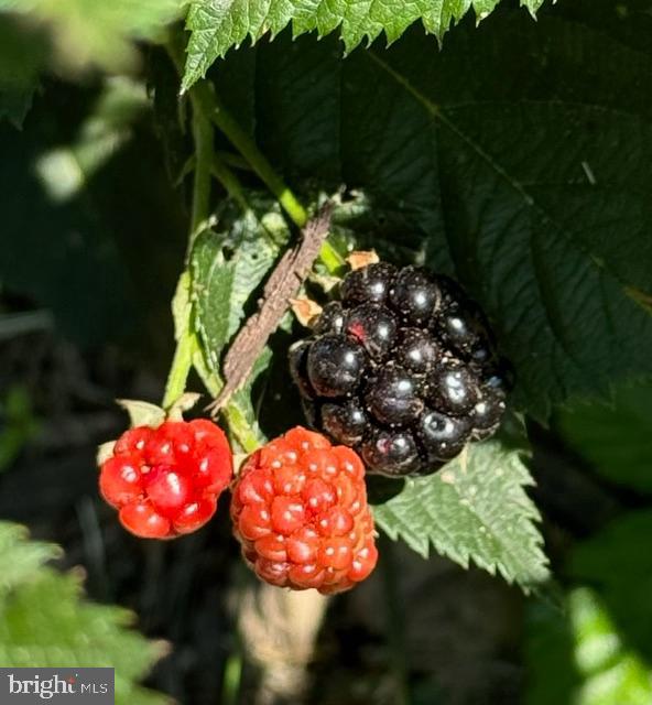 ALLNUTT FARMS ESTATES - Residential