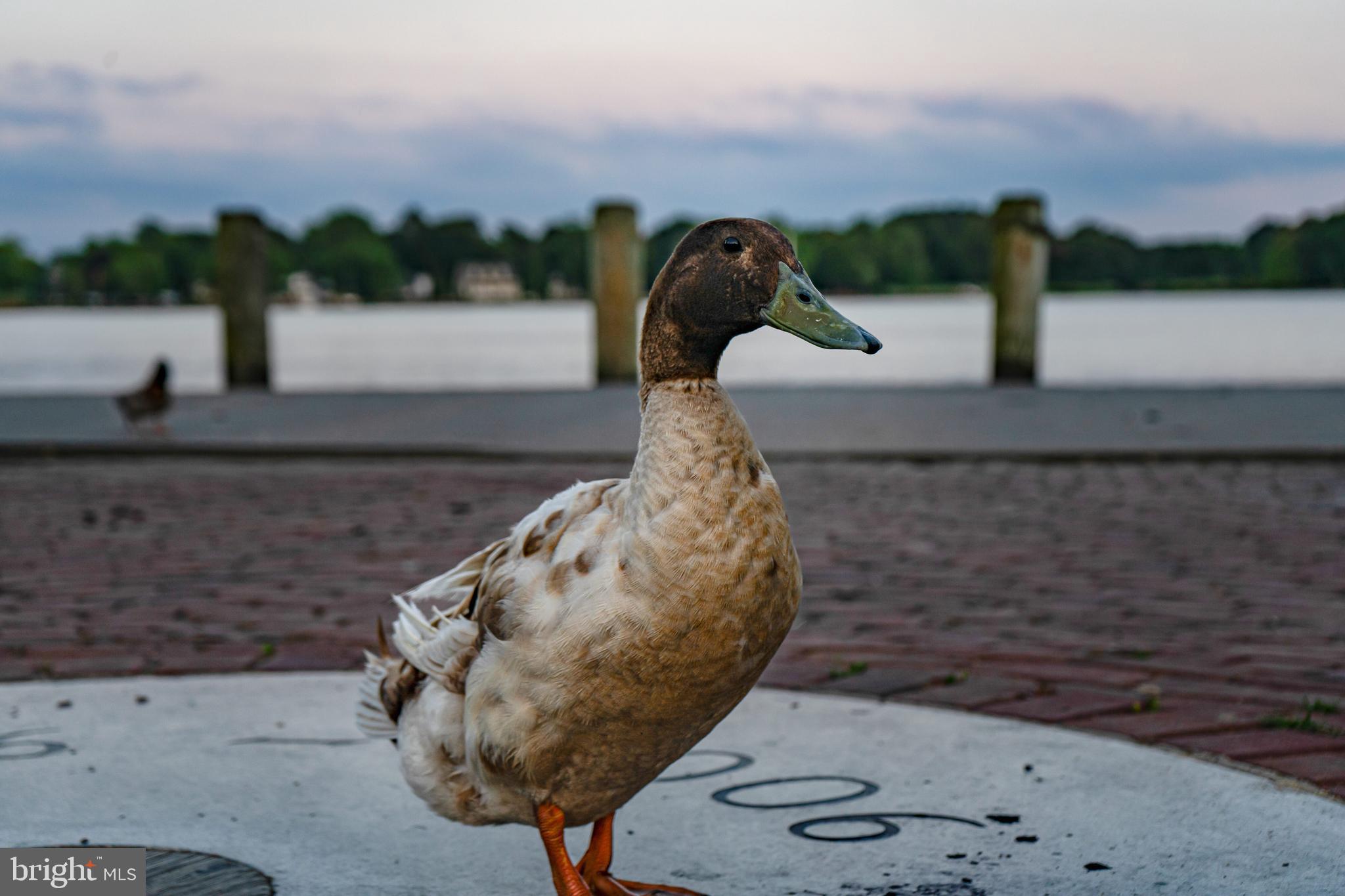 CHESTERTOWN - Residential