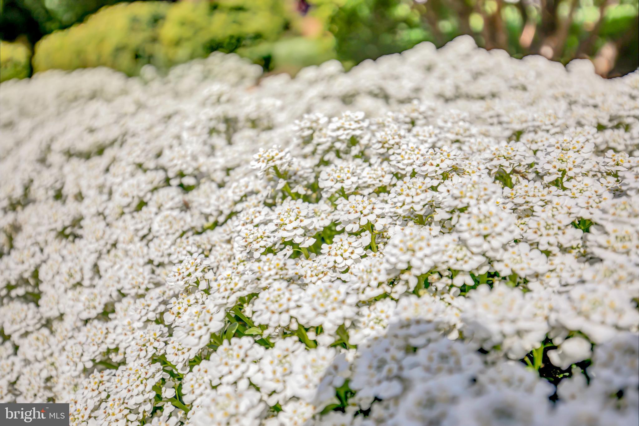 LEEWAY HEIGHTS - Residential