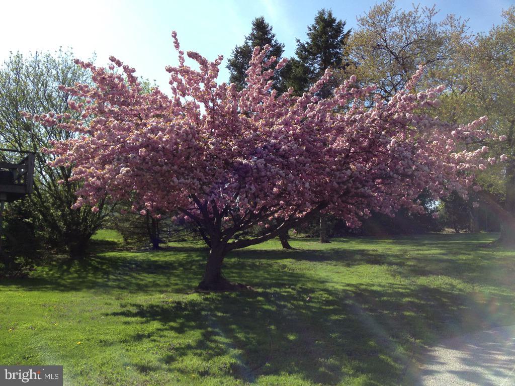 MONTGOMERY HILL - Residential