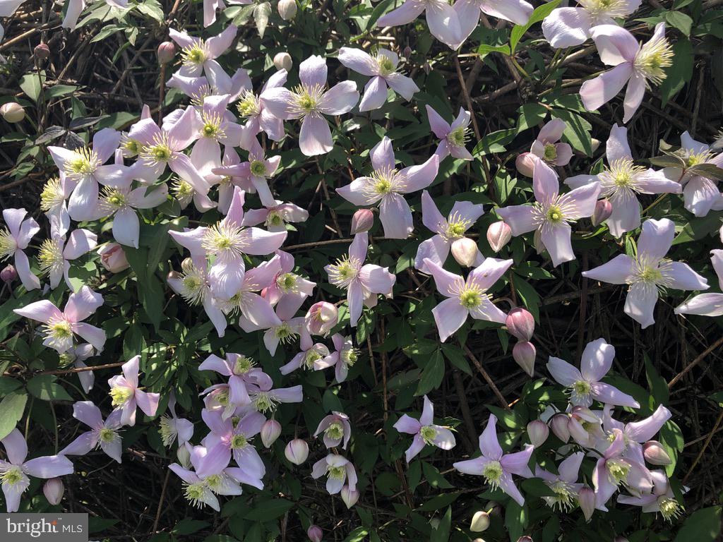 MONTGOMERY HILL - Residential