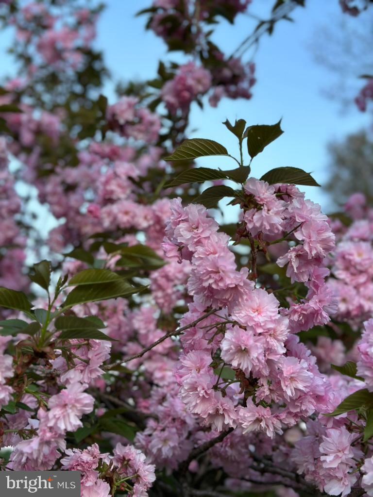 MONTGOMERY HILL - Residential