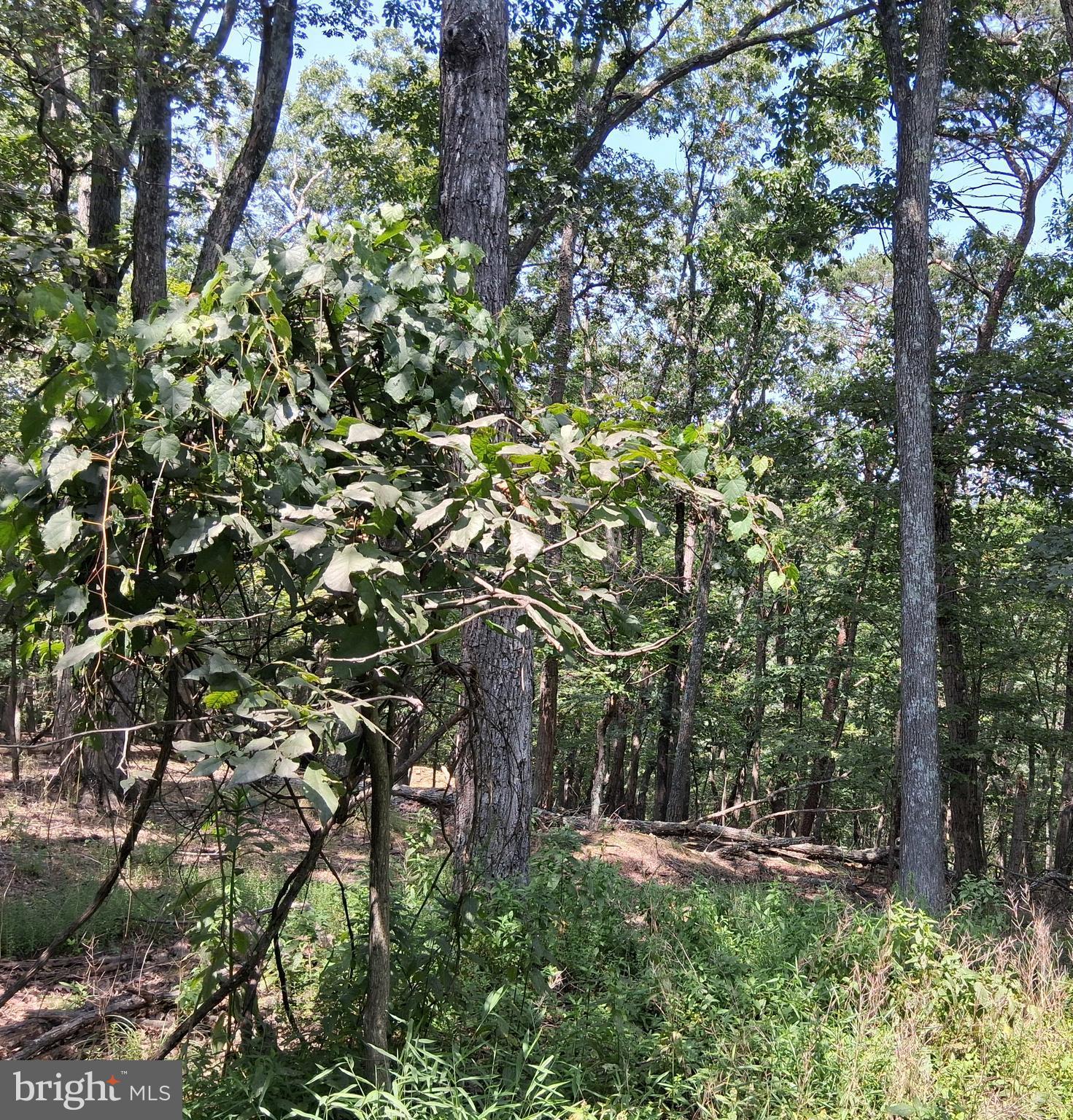 COLONIAL VILLAGE - Land