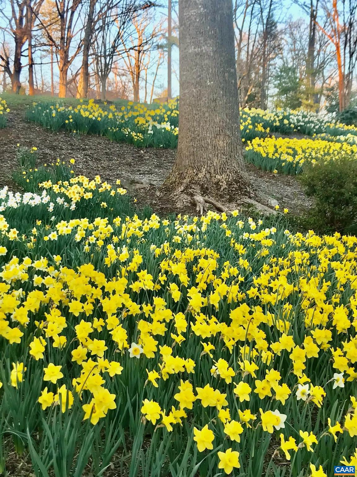 EDNAM FOREST - Residential