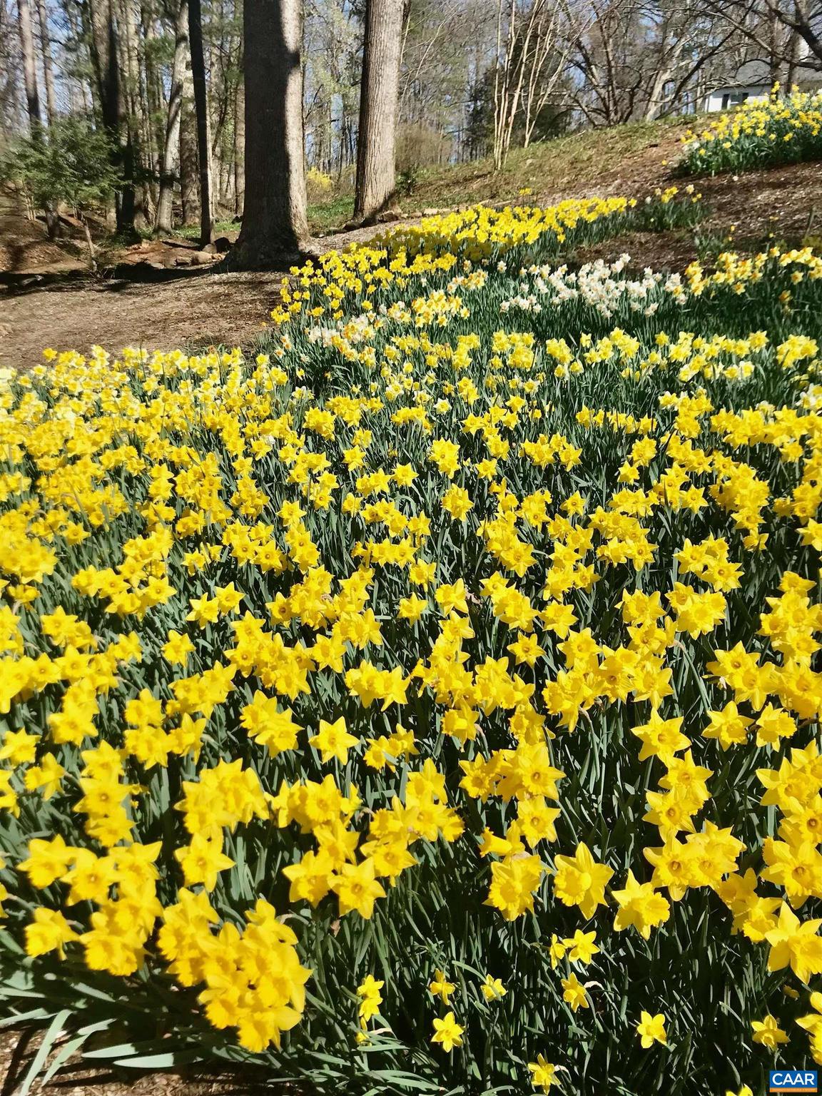 EDNAM FOREST - Residential