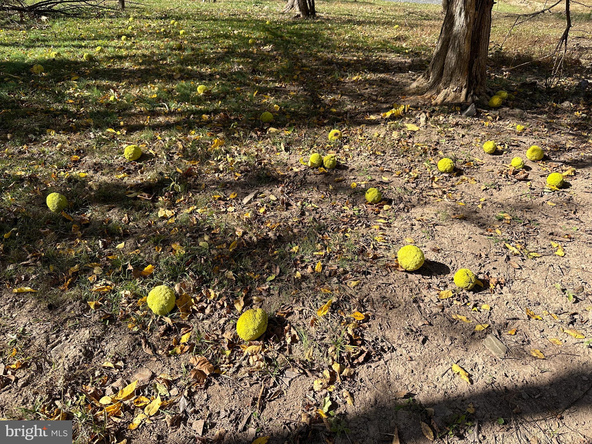 FRENCHS NECK EAST - Land