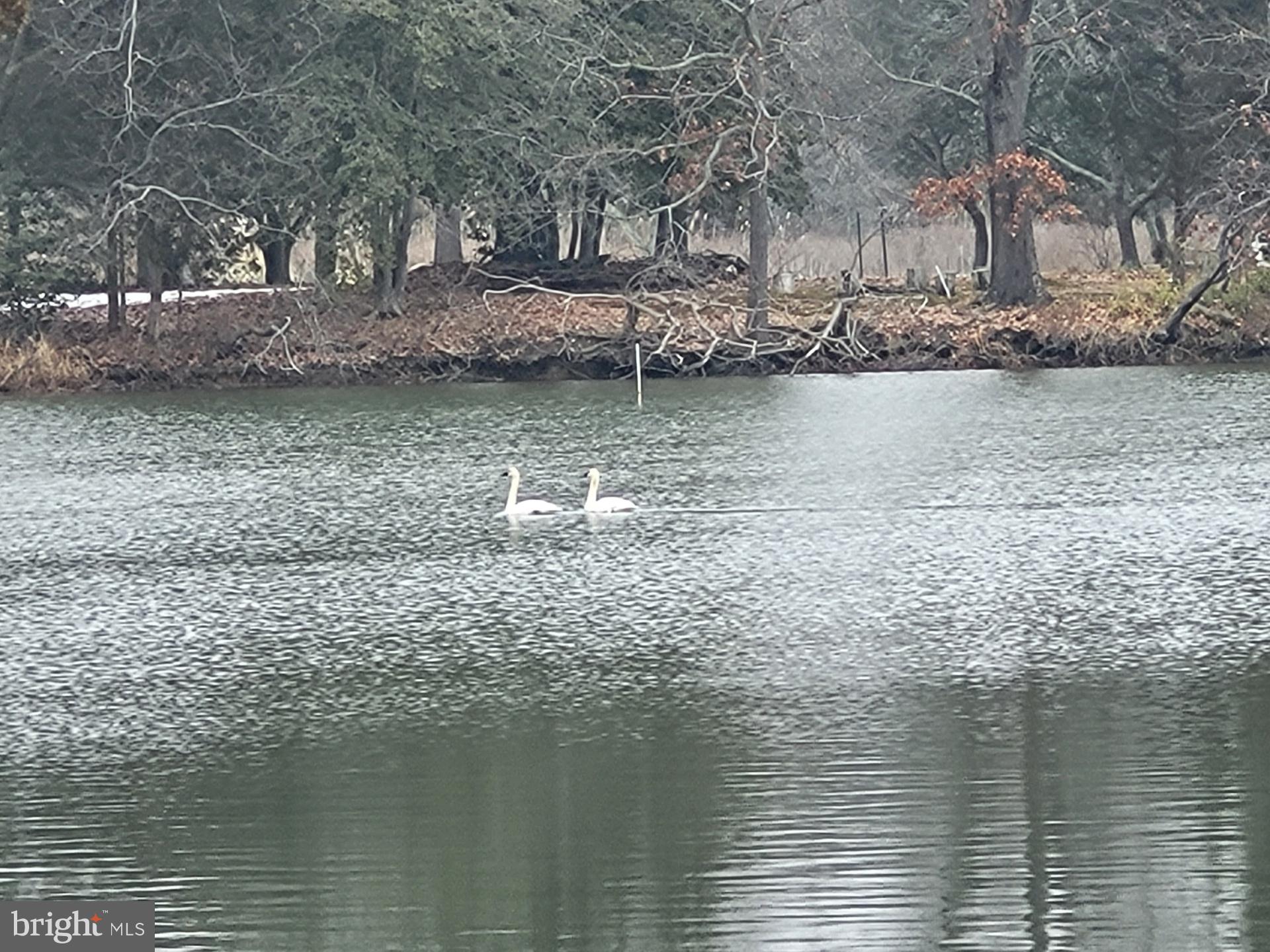 DEALE BEACH - Residential