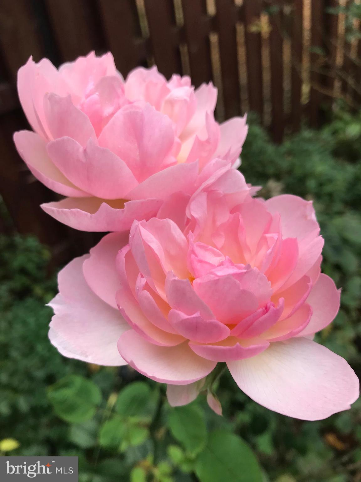 MARBLE HILL - Residential