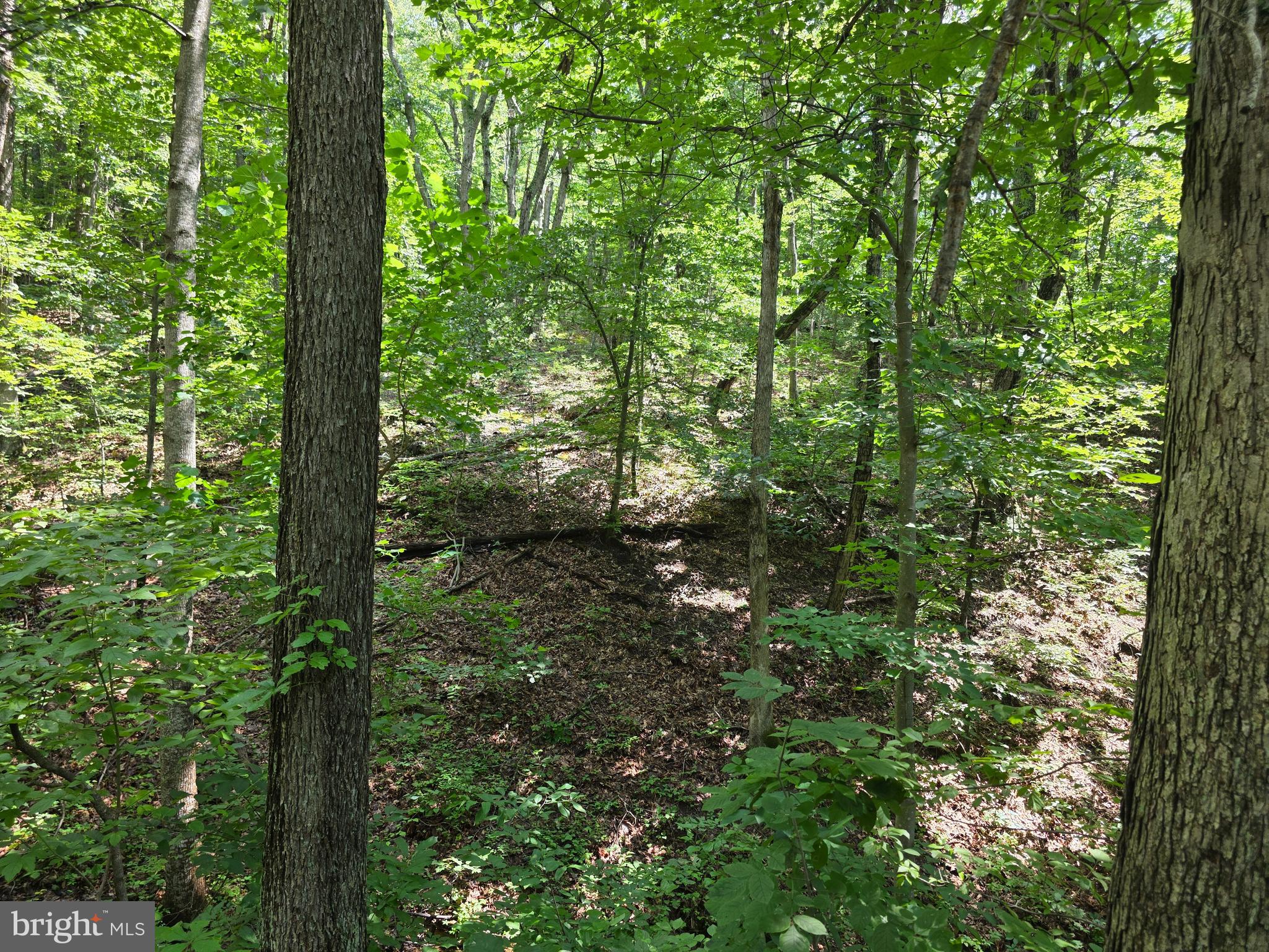 GREEN HILL FOREST - Land