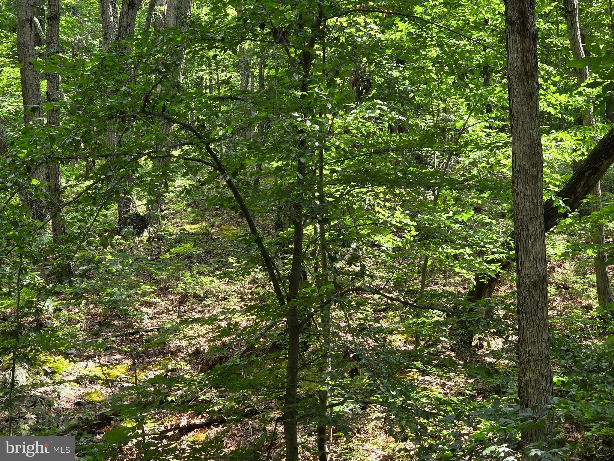 GREEN HILL FOREST - Land