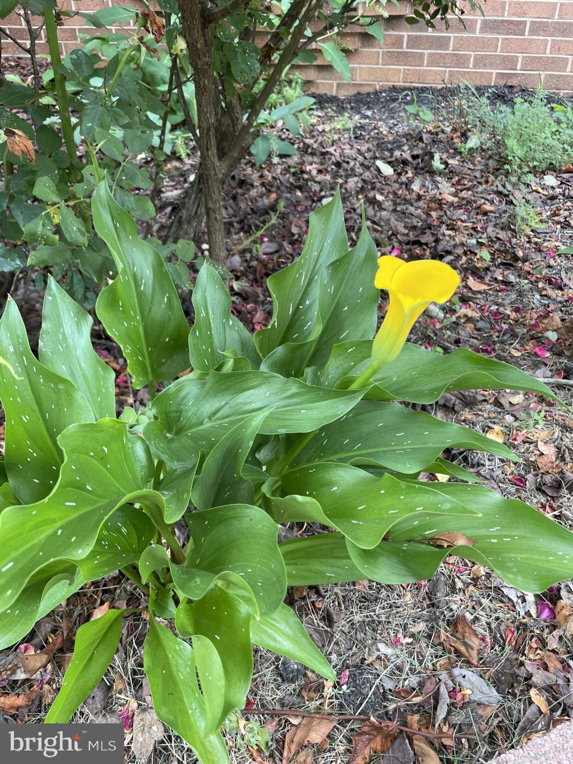 WINFIELD - Residential Lease