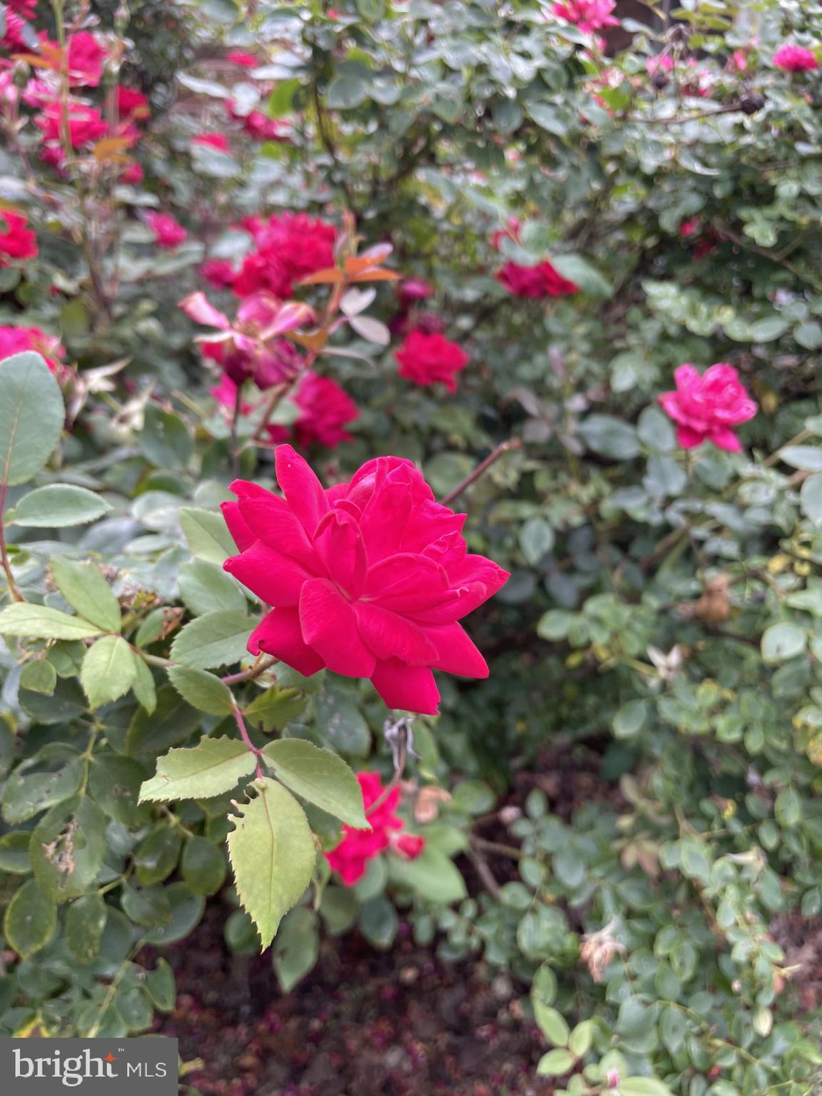 WINFIELD - Residential Lease