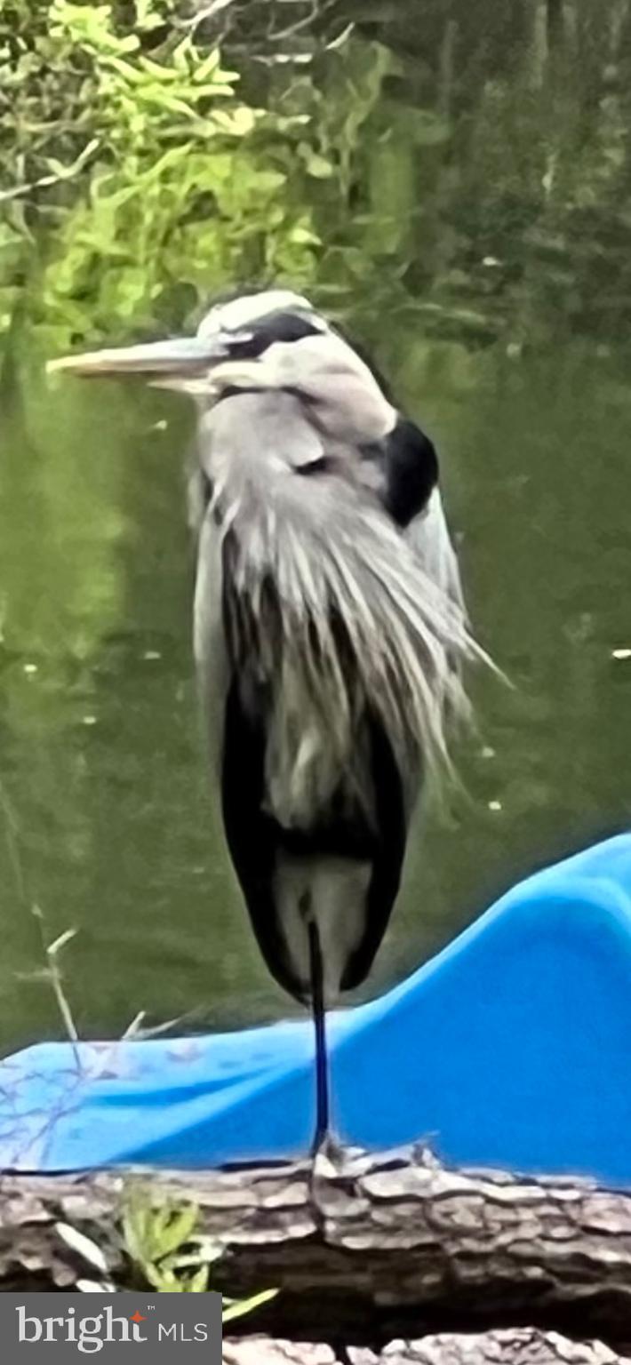 ASSATEAGUE PT RESORT - Residential