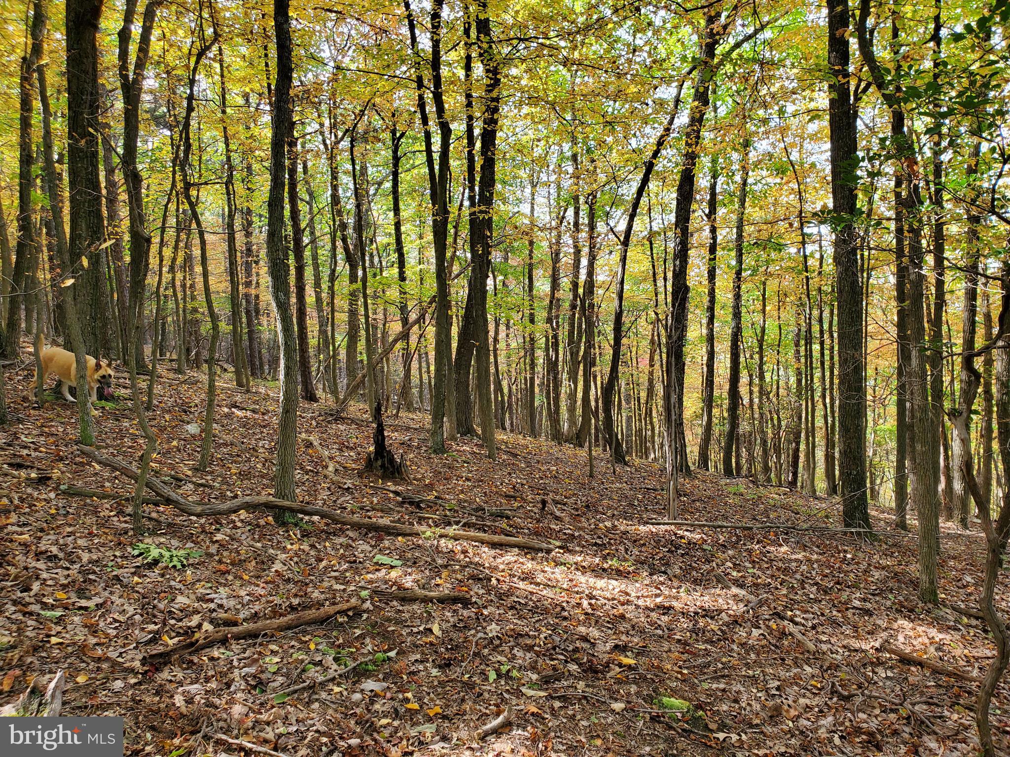 NONE AVAILABLE - Land