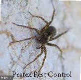 PO BOX 1431 PESTEX PEST CONTROL
