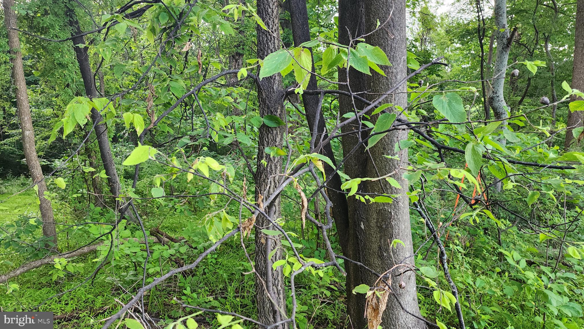 50 OAK RIDGE TRAIL