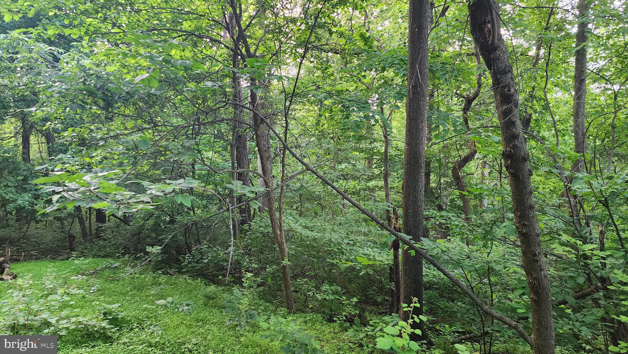 WHAT A LOCATION! This lot will require perc testing and will need a well. Seller will allow perc testing with a ratified contract at buyer's expense. Carroll Valley Borough does not maintain the right section of Oak Ridge Trail. However, the eventual home owner can request (with an application) that the Borough continue the road maintenance. A beautiful high spot, wooded, bordering an open farmland, with - potentially - gorgeous views.
