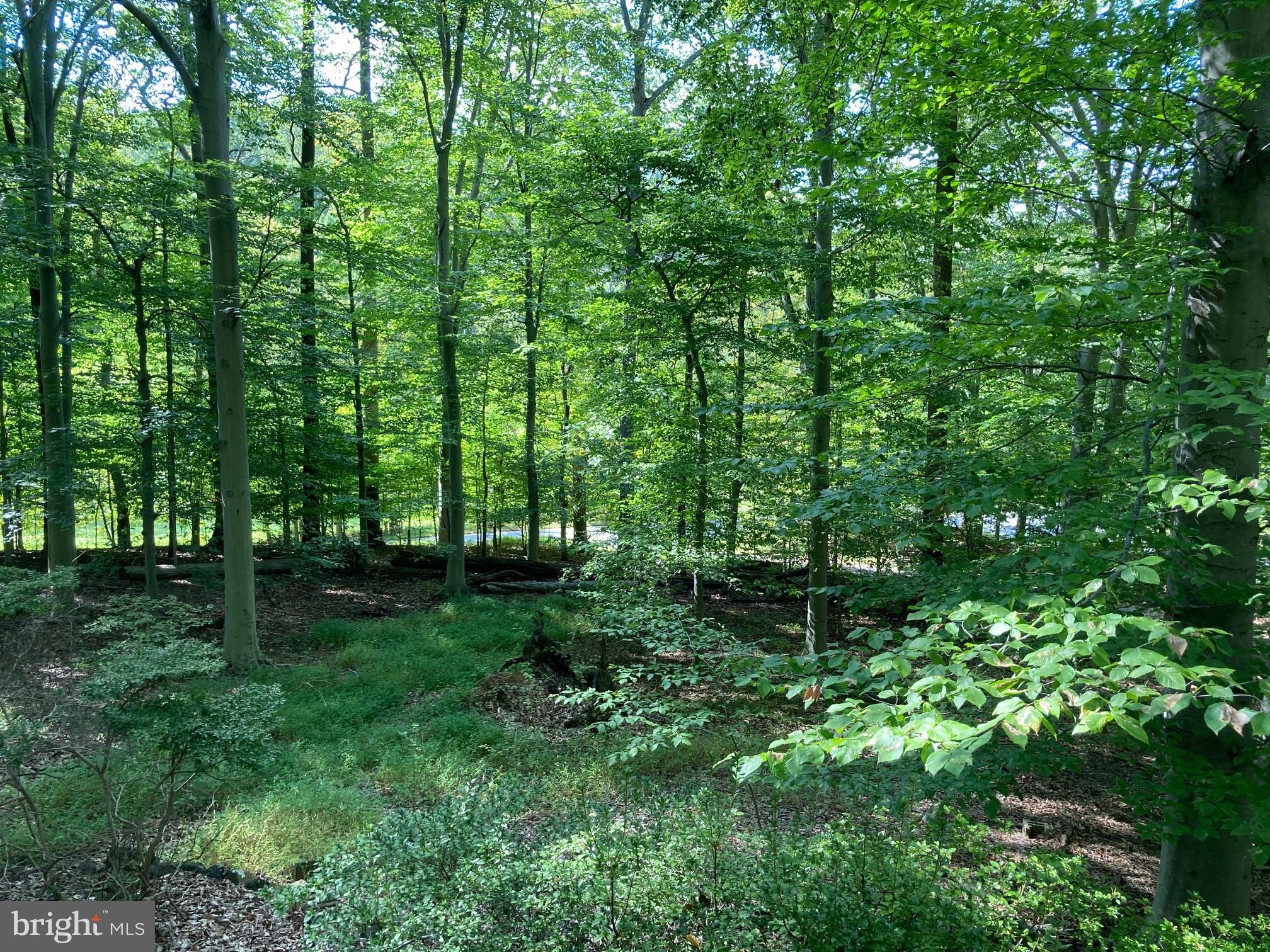 4921 BONNIE BRANCH ROAD