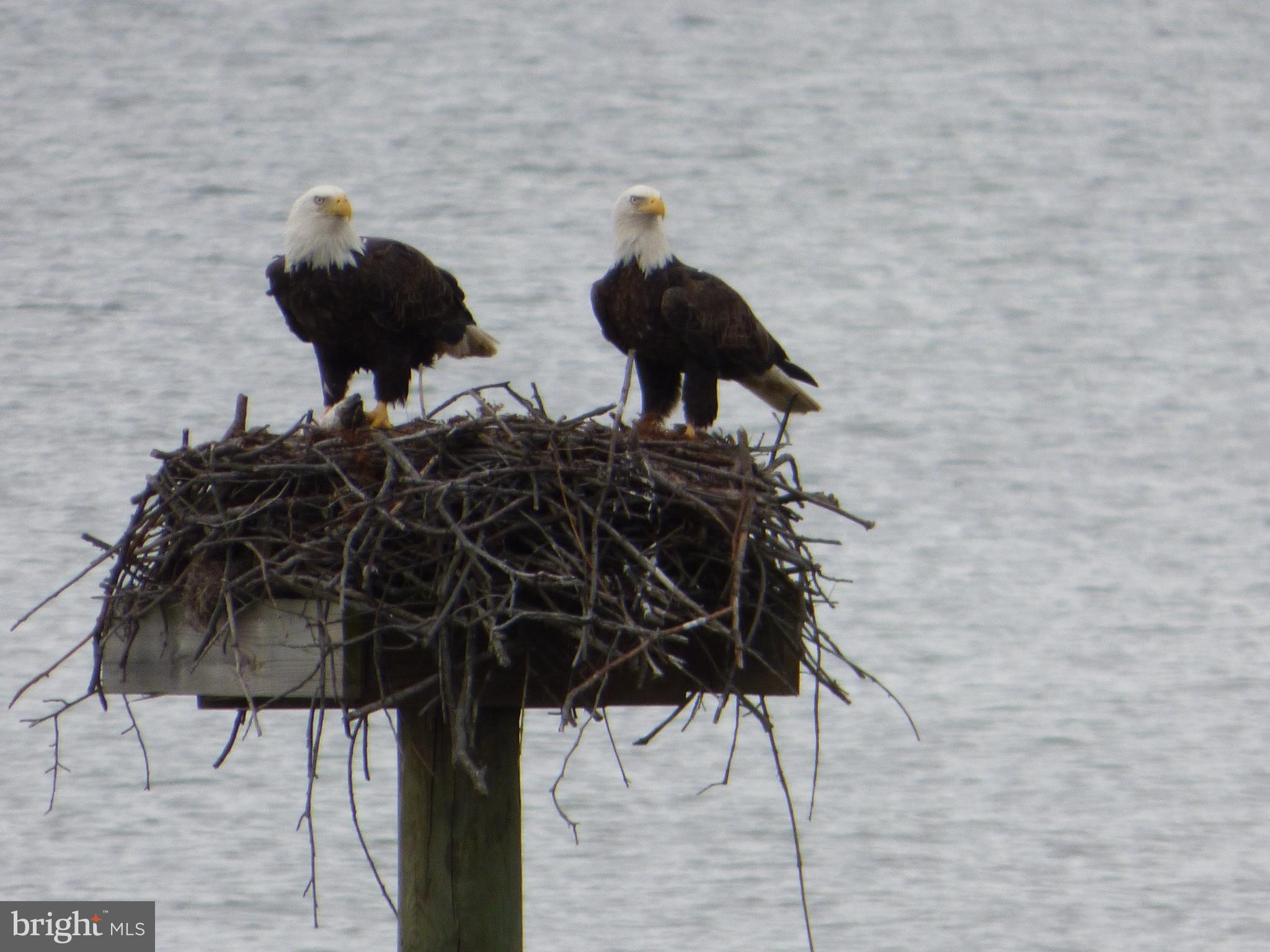 WICOMICO BEACH - Residential