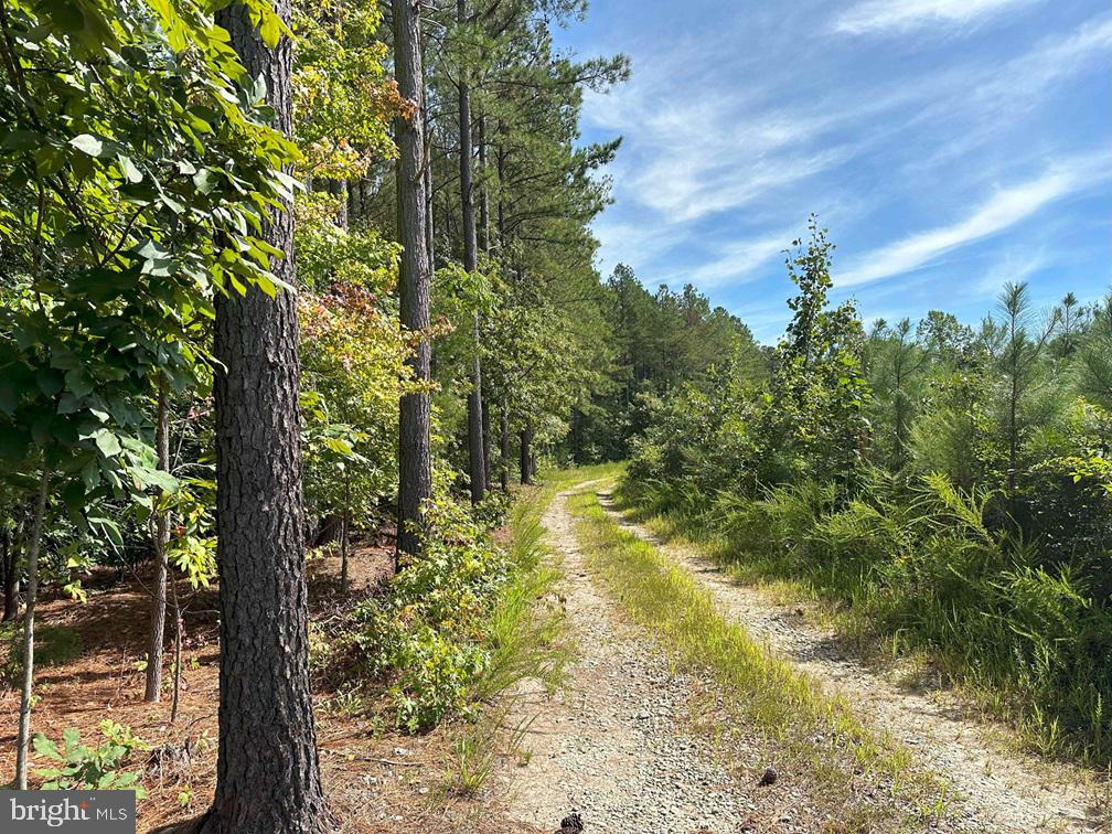The Rose Mount-1 tract is 19.73 acres located on Rose Mt Road (Rt 635) just South of Loretto and 17 miles North of Tappahannock. This parcel lays flat with 11 acres of 2021 planted Loblolly pine and 8.6 acres of 1960s natural hardwoods. The Southern boundary adjoins a beaver swamp, a great opportunity for duck hunting. This tract will make an excellent homesite and/or small farm. This property will need to be surveyed and approved by the county before closing.