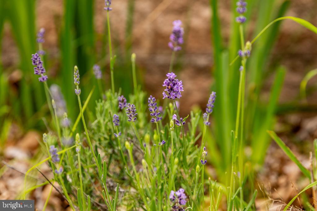 NONE UNRESTRICTED - Residential