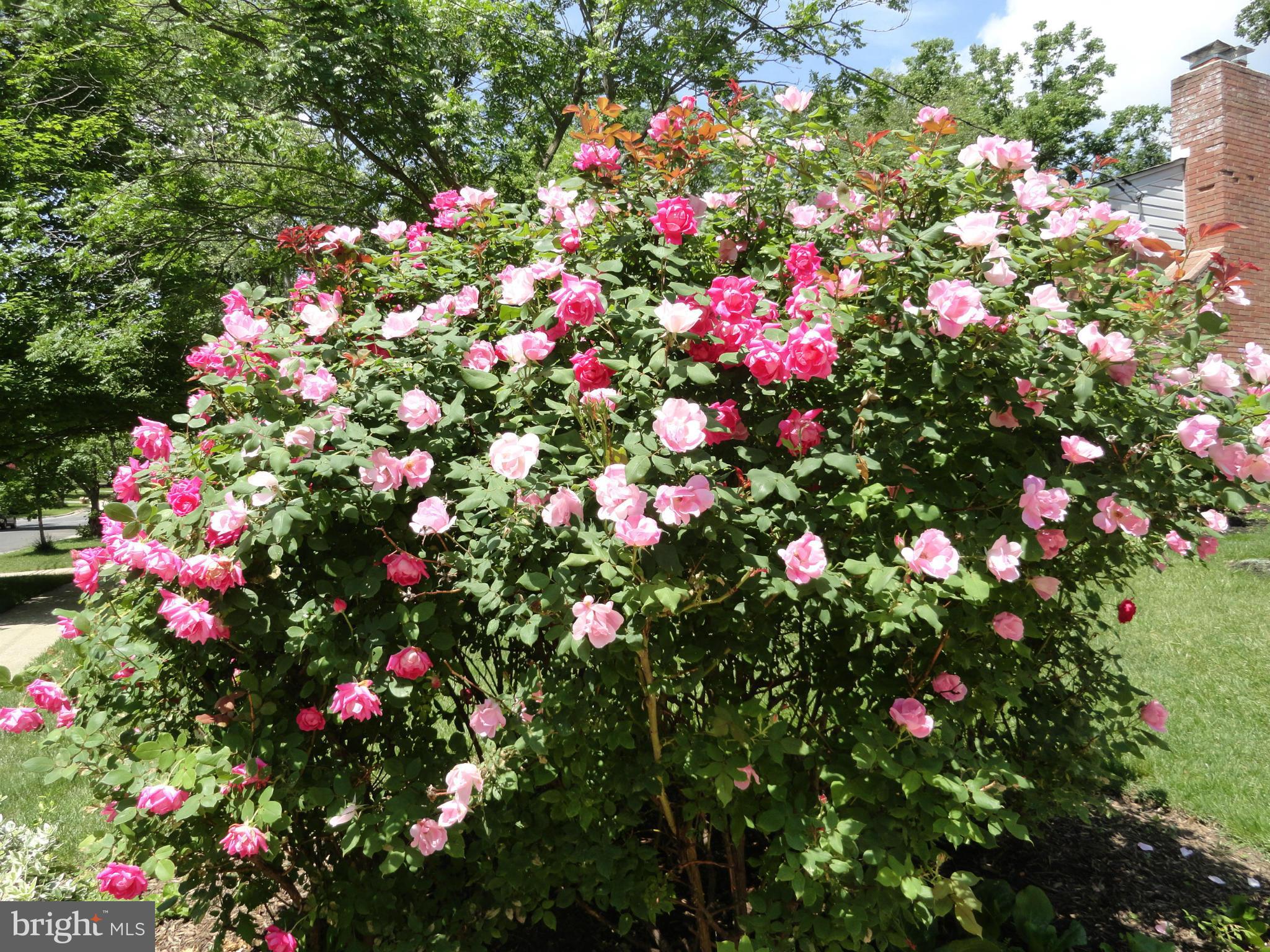 ASHBURTON - Residential Lease