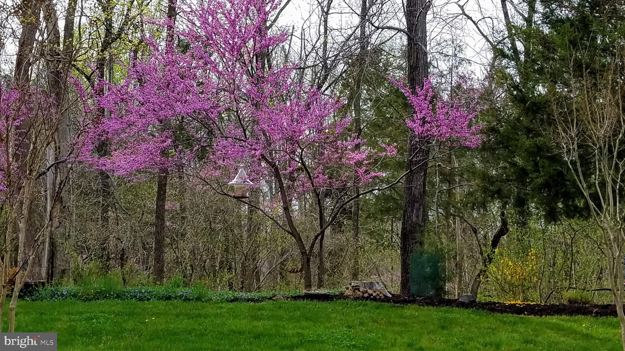 REGENCY AT DOMINION VALLEY - Residential