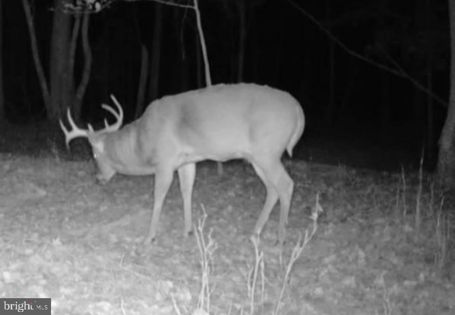 Sika, Whitetail & Turkey CHURCH CREEK RD