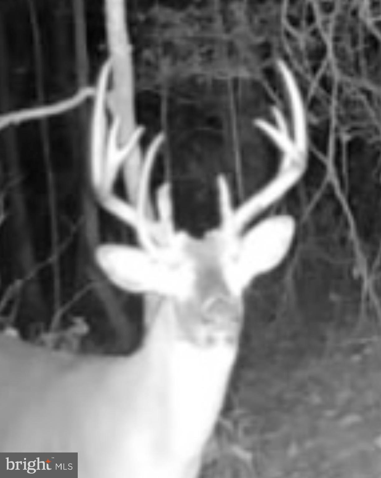 Sika, Whitetail & Turkey CHURCH CREEK RD