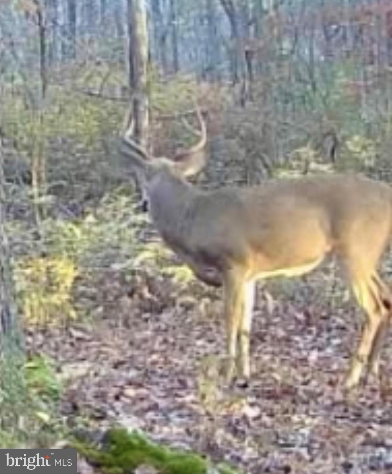 Sika, Whitetail & Turkey CHURCH CREEK RD