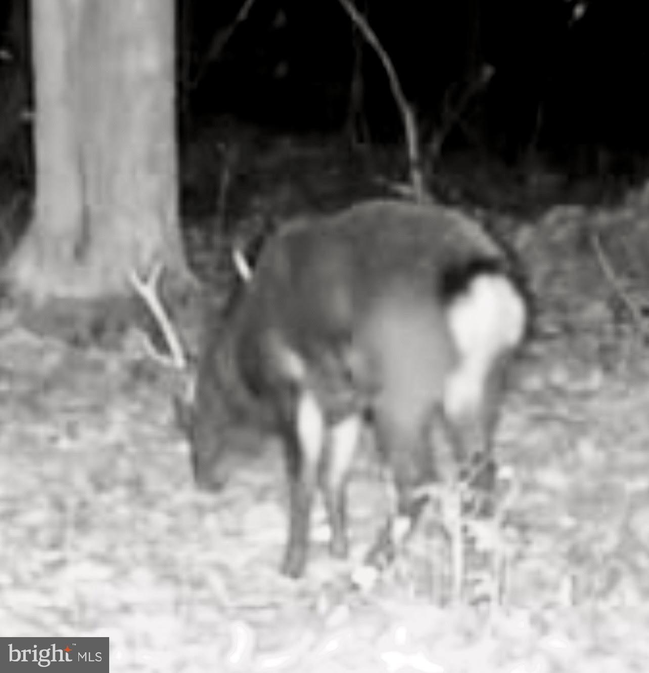 Sika, Whitetail & Turkey CHURCH CREEK RD