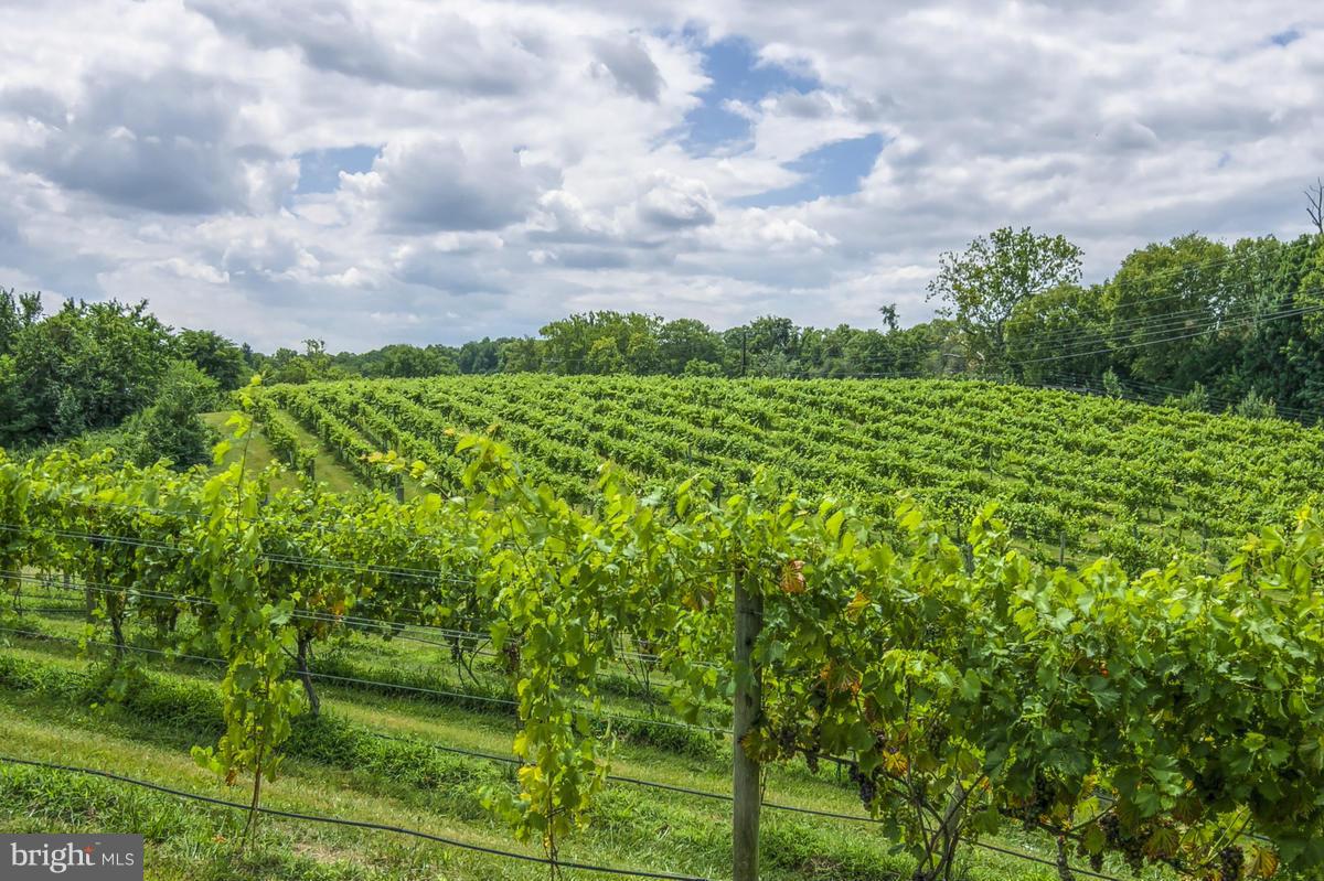 BIG SPRING FARM - Farm