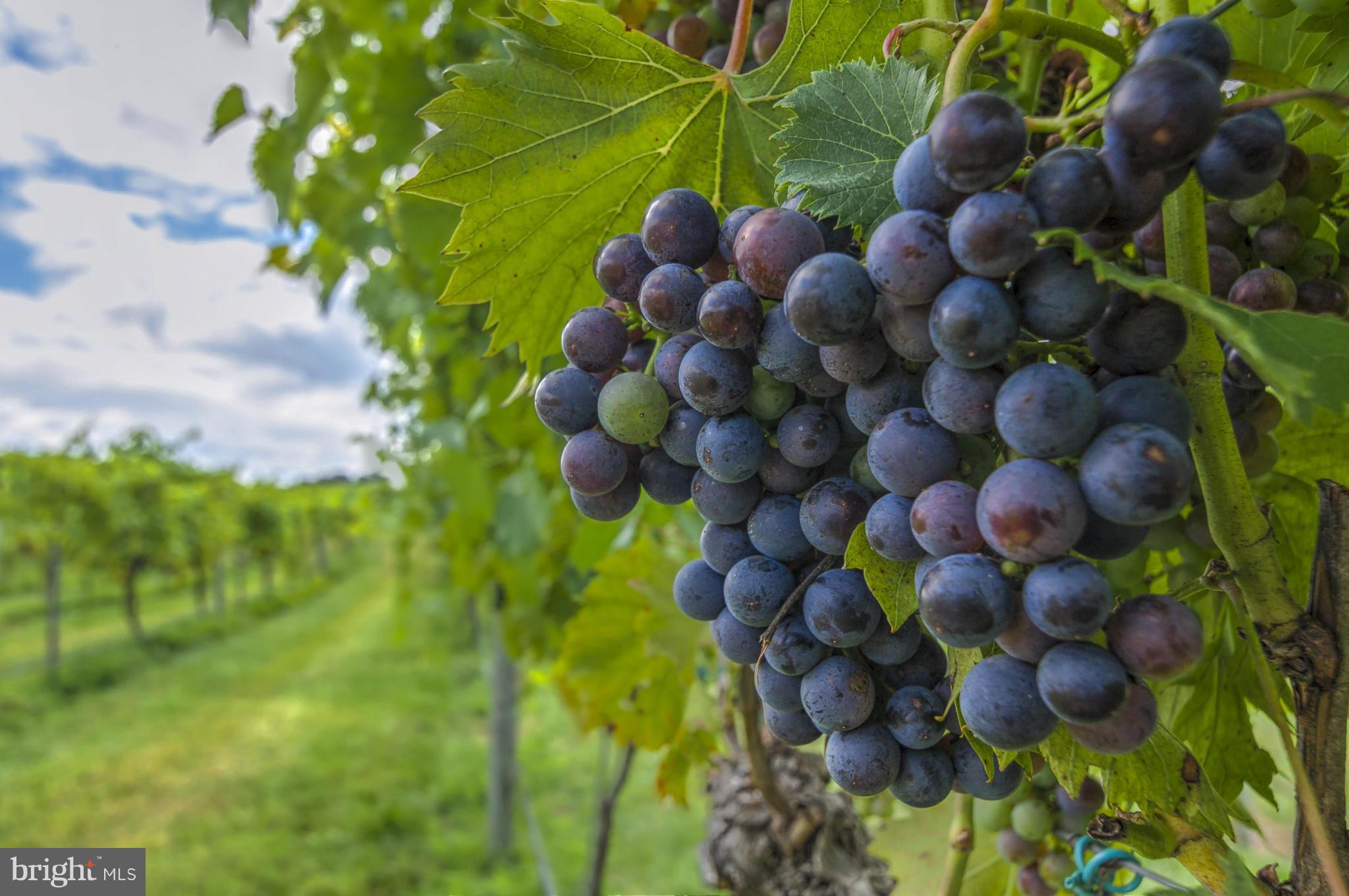 BIG SPRING FARM - Farm