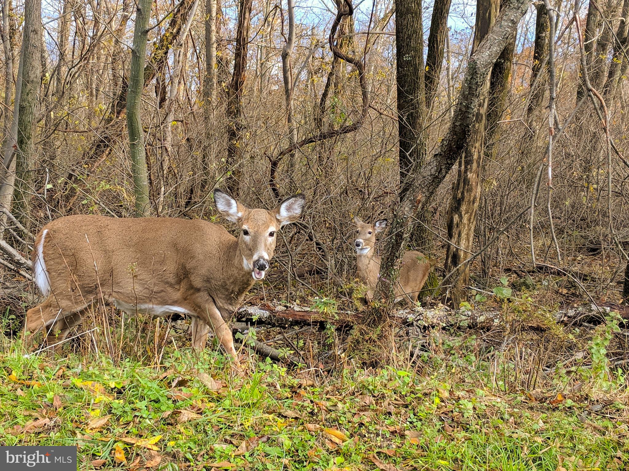 SUGARLOAF ESTATES - Residential