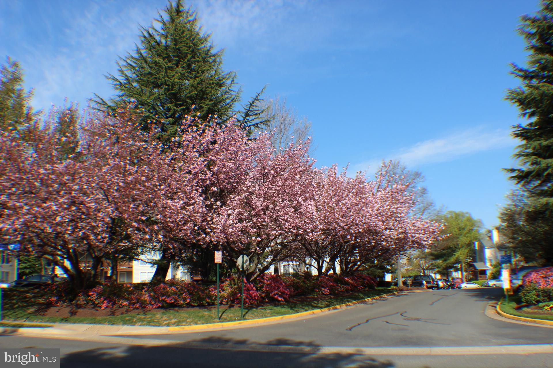 THE OAKTON - Residential