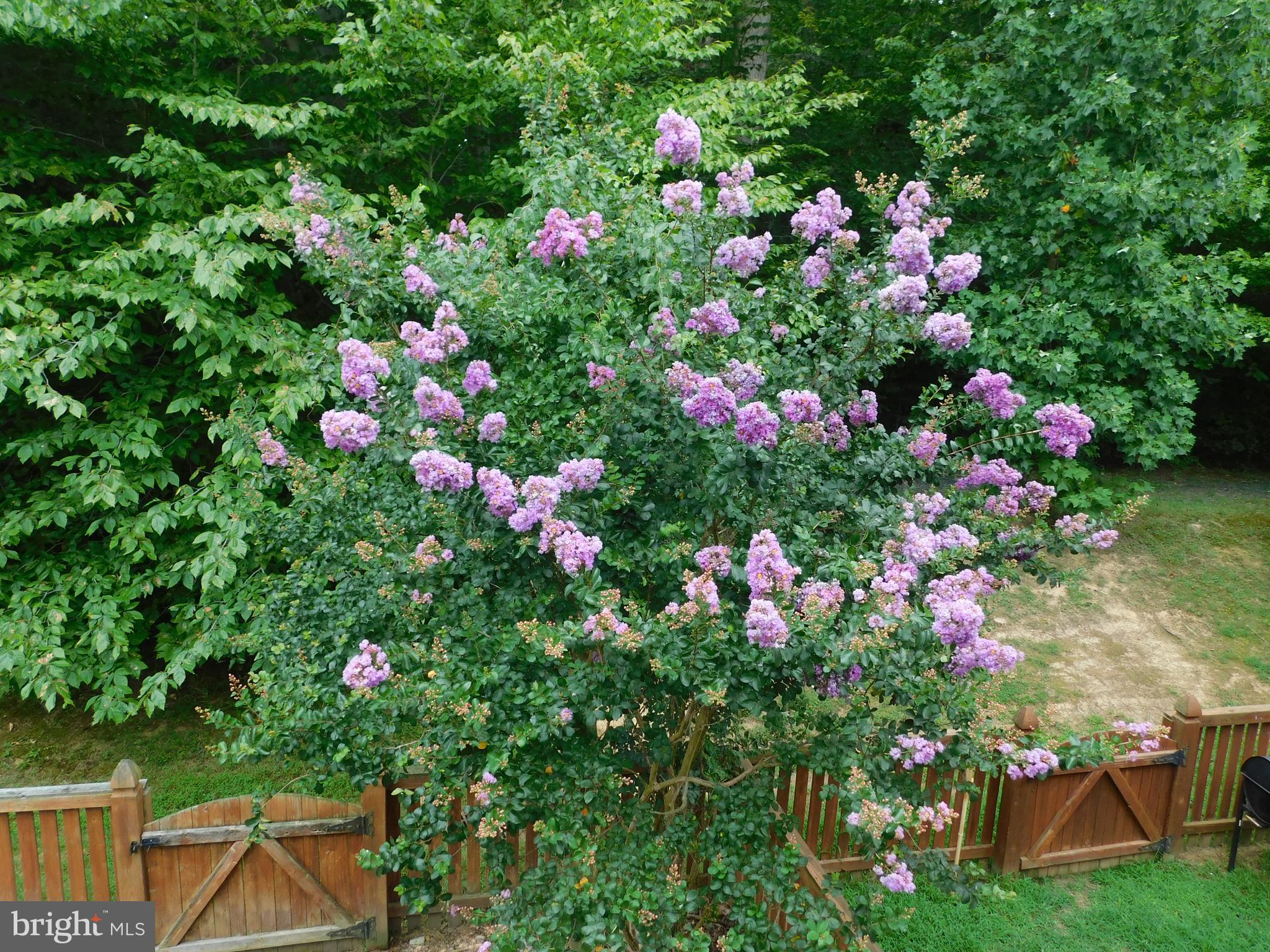 HOLLY WOODS - Residential