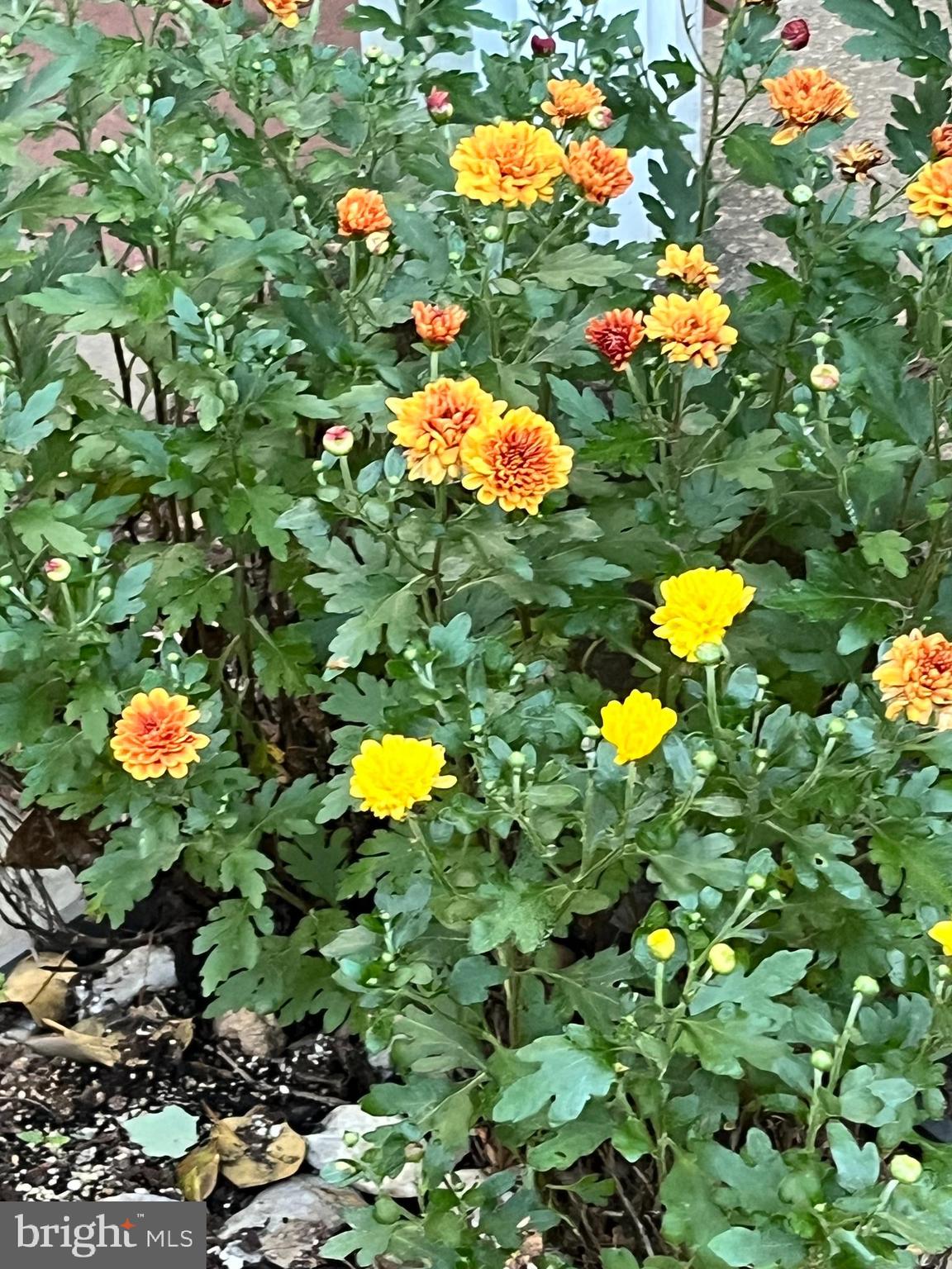 GREENBELT (CO-OP) - Residential