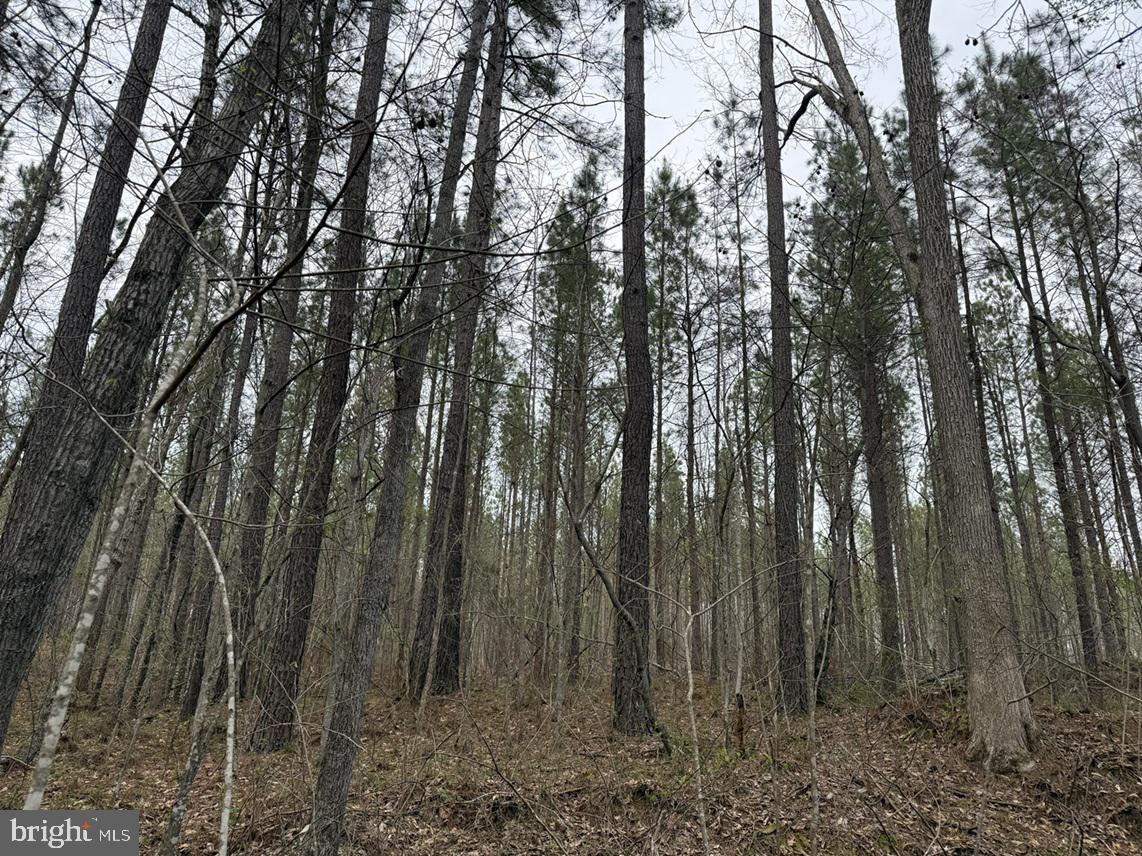 DODSON ROAD (TRACT: C117 ADAMS-THOMPSON)