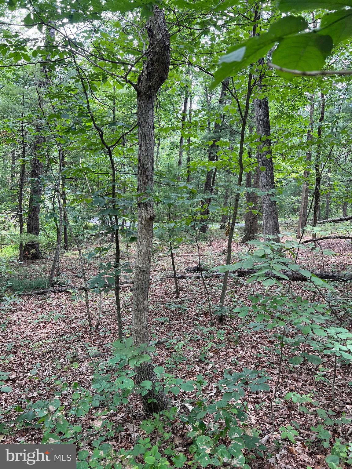 BRYCE MOUNTAIN - Land