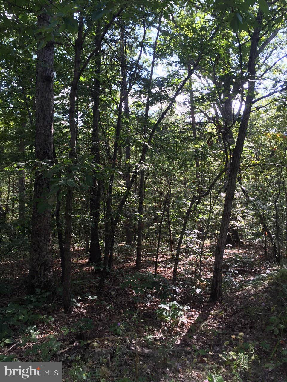 GLENWOOD FOREST - Land